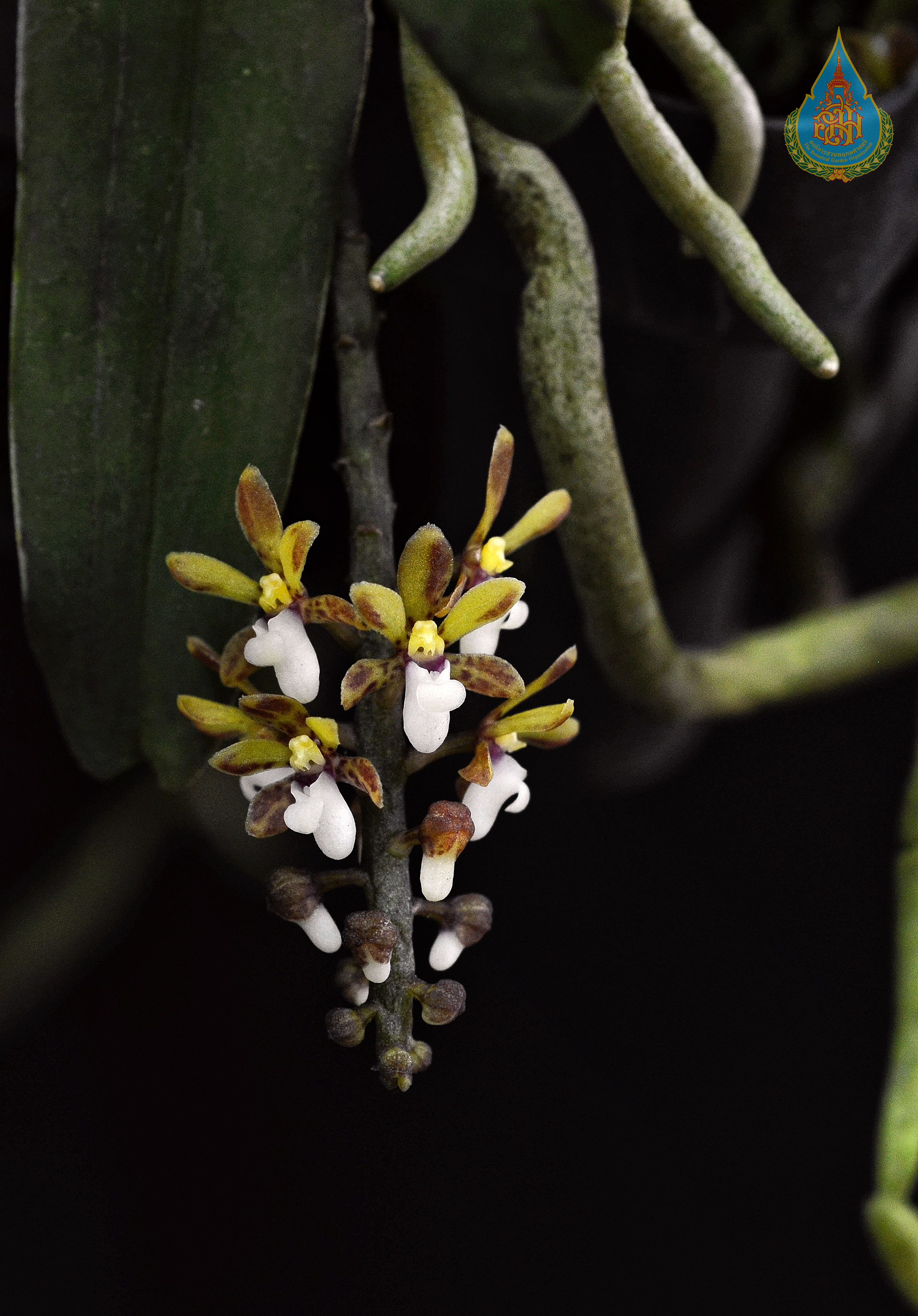 เอื้องช้างคำใบเรียว Pomatocalpa angustifolium Seidenf.<br/>ORCHIDACEAE